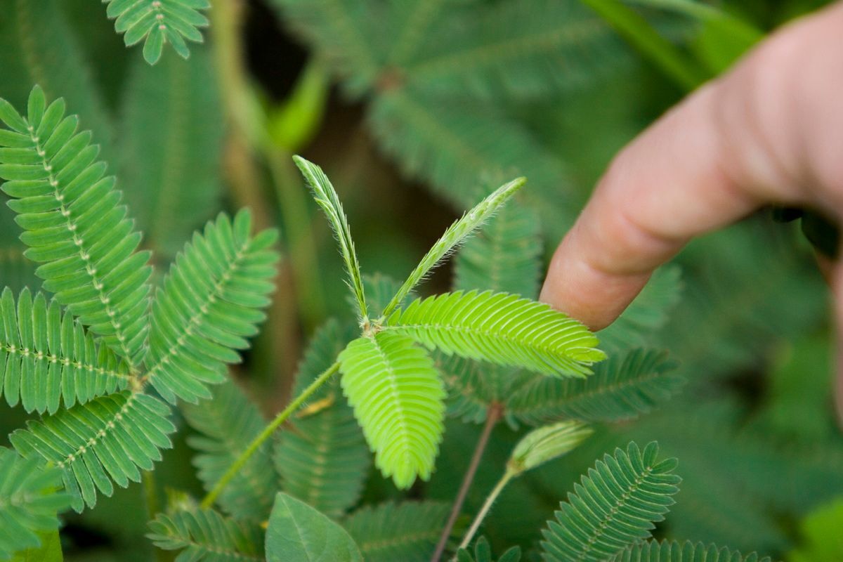 Ostafrika, Tansania, Kenia, Safari, Tierfoto, Zanzibar, Mimose