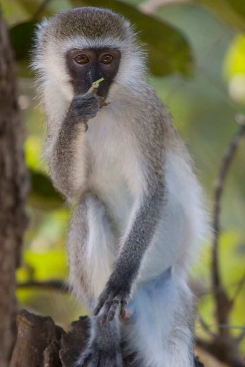 Ostafrika, Tansania, Kenia, Safari, Tierfoto, Zanzibar, Totenkopfäffchen