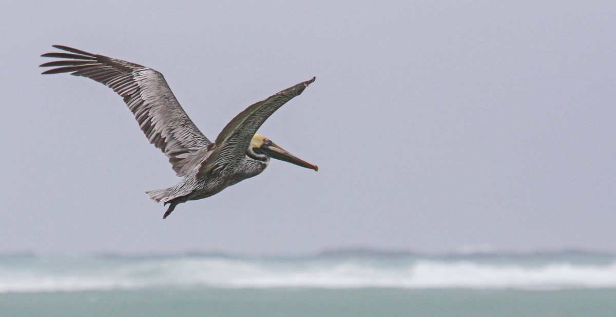 Mexico, Yucatan, Belize, Pelikan, Meer, Flugbild