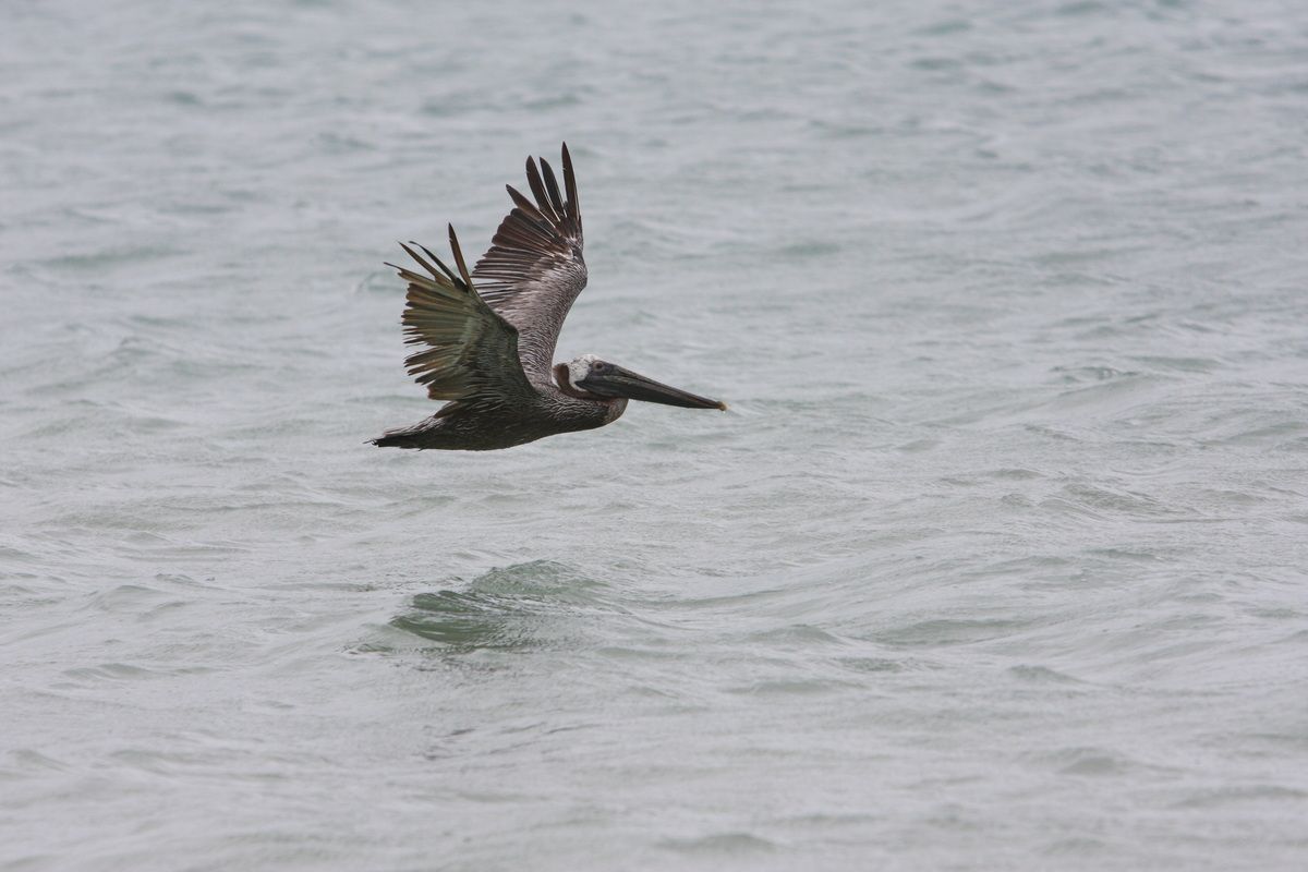 Mexico, Yucatan, Belize, Pelikan, Meer, Flugbild