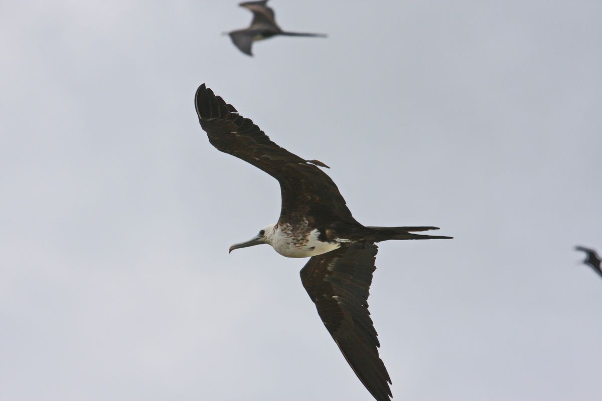 Mexico, Yucatan, Belize, Fregattvogel, Meer, Flugbild