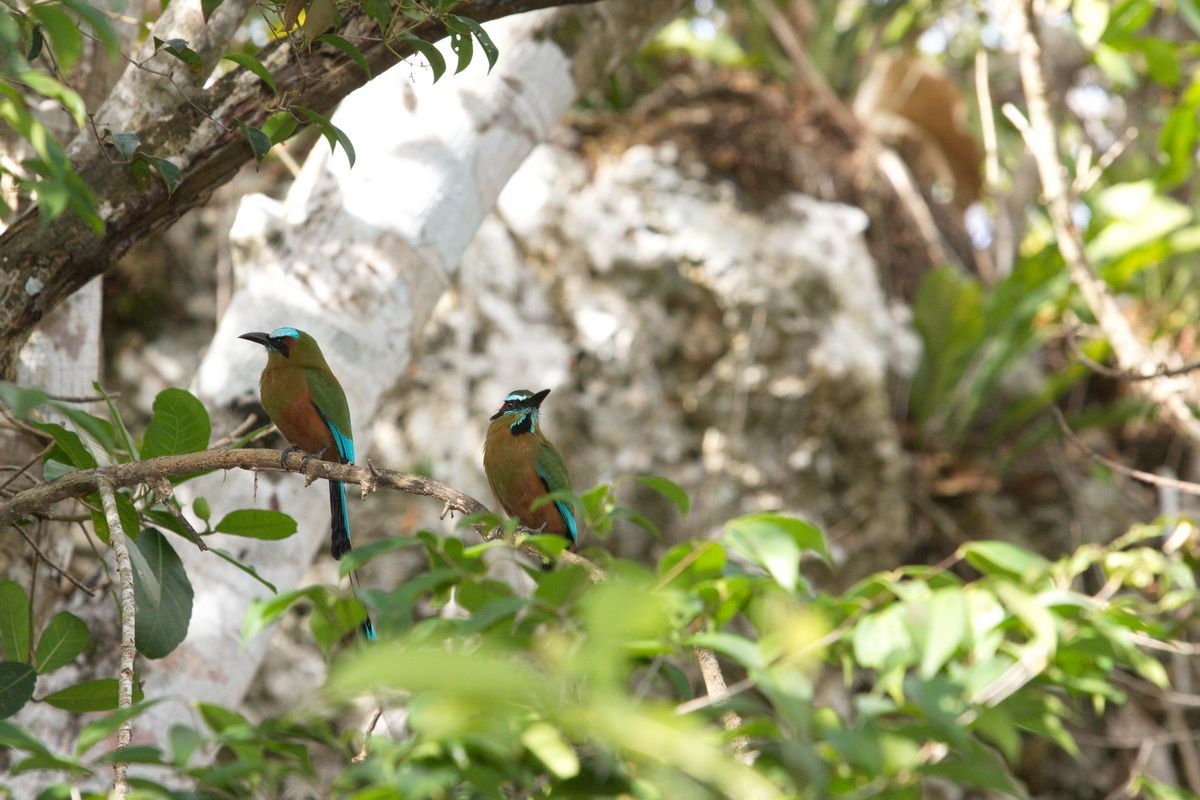 Mexico, Yucatan, Belize, Urwald, Vogel