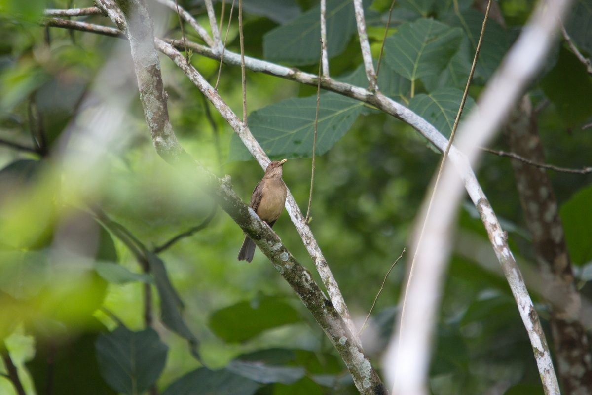 Mexico, Yucatan, Belize, Urwald, Vogel