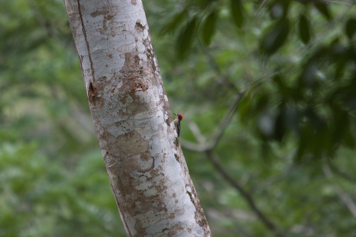 Mexico, Yucatan, Belize, Flora, Urwald, Vogel, Specht, Baumloch, Nest