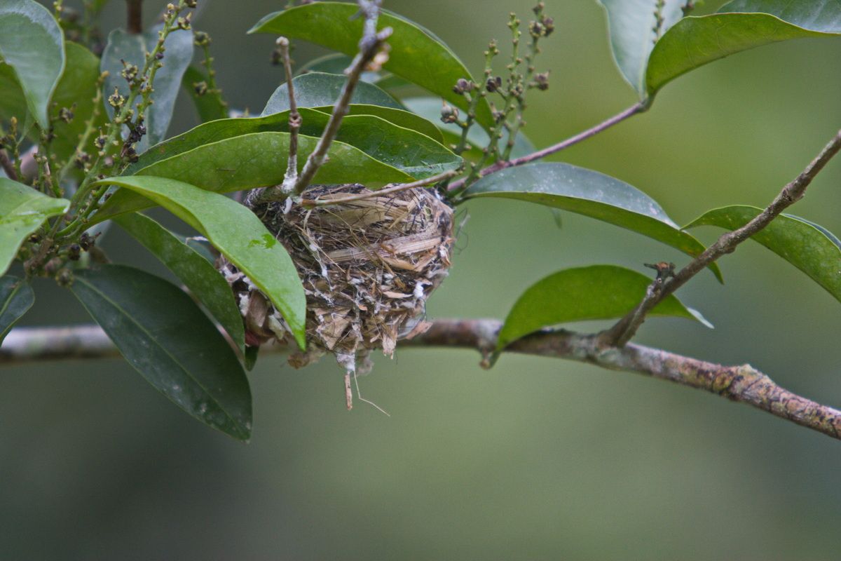 Mexico, Yucatan, Belize, Flora, Urwald, Vogel, Nest