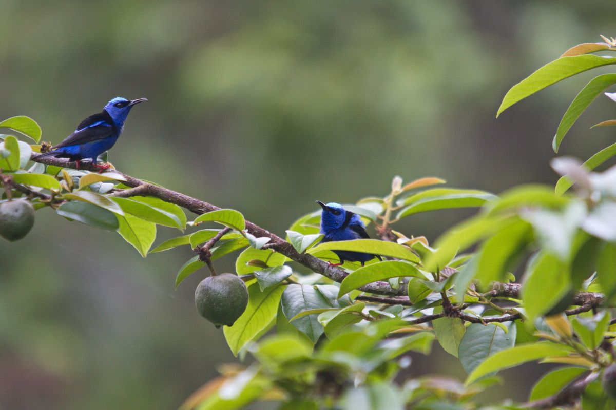 Mexico, Yucatan, Belize, Urwald, Vogel