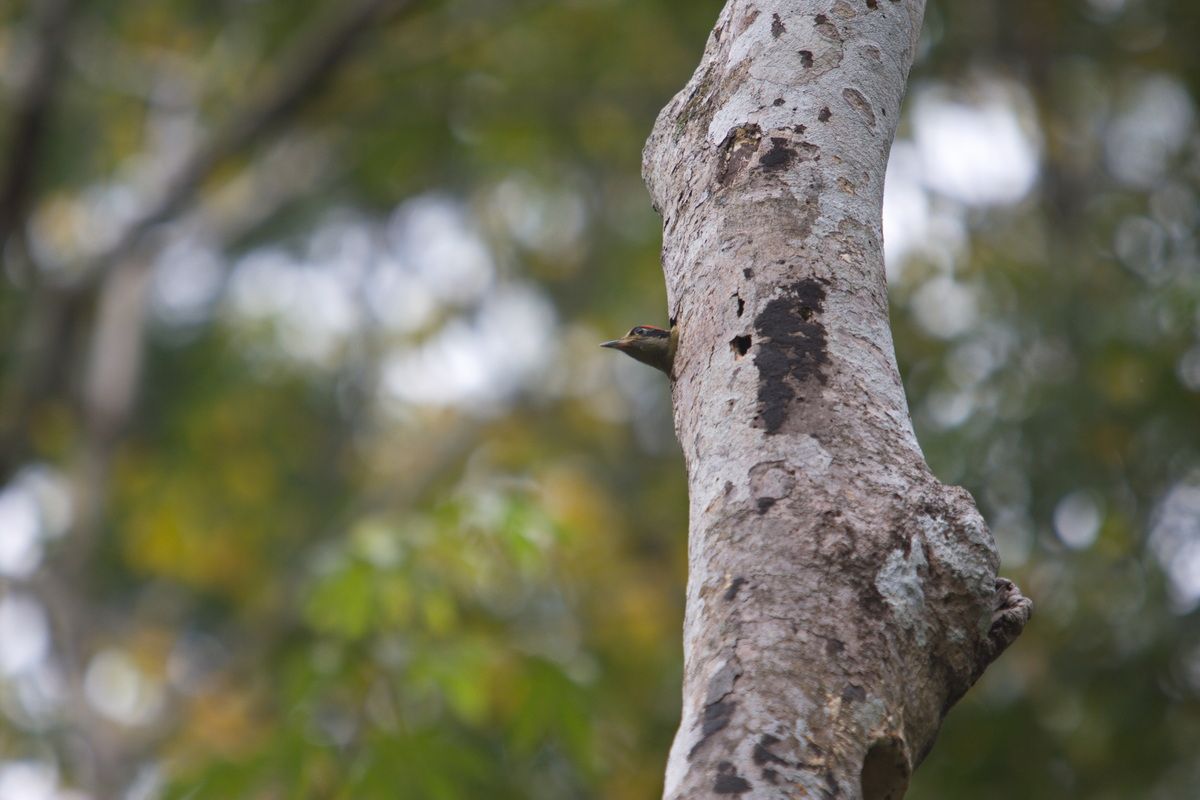 Mexico, Yucatan, Belize, Flora, Urwald, Vogel, Papagei, Baumloch, Nest
