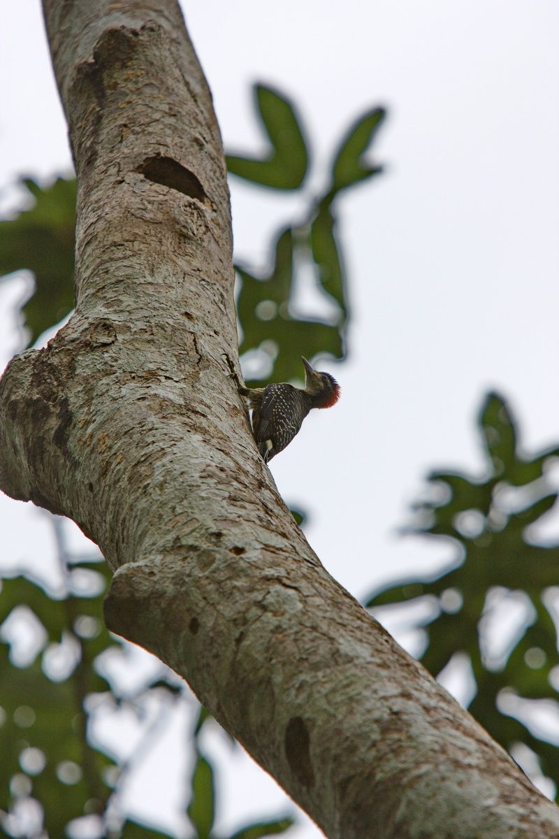 Mexico, Yucatan, Belize, Flora, Urwald, Vogel, Specht, Baumloch, Nest