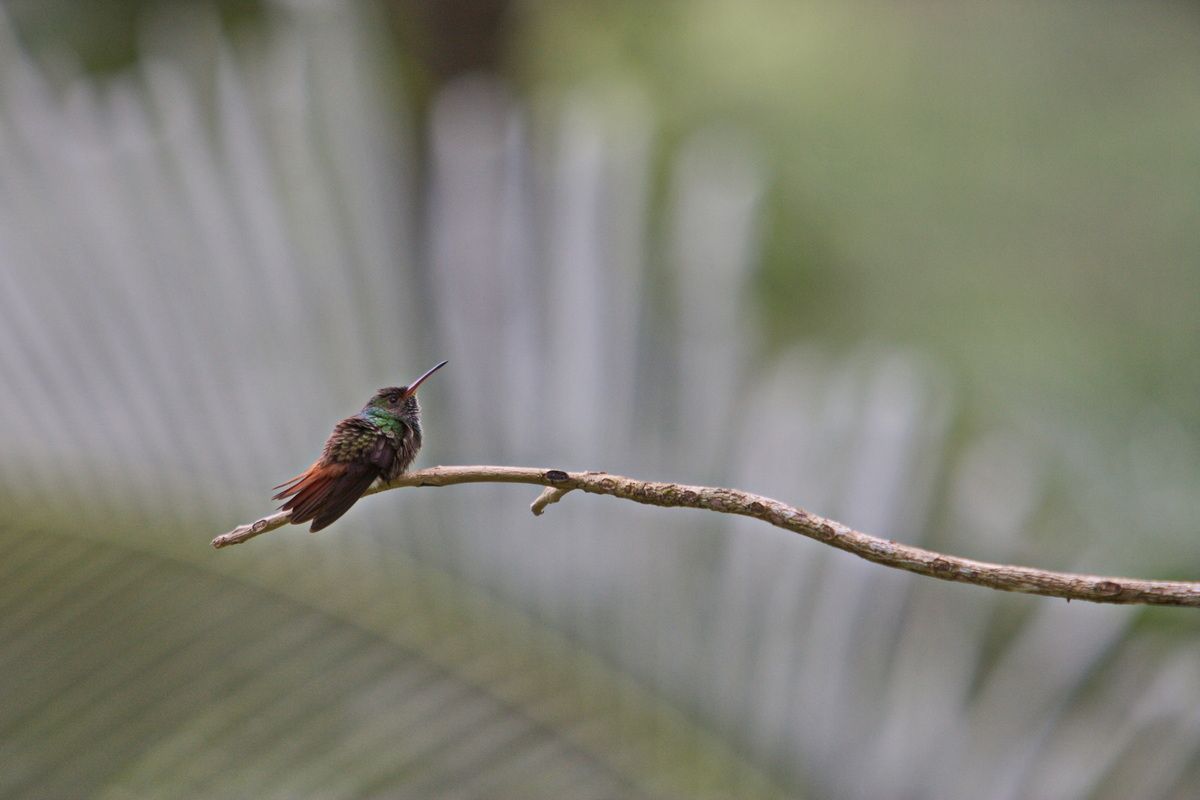 Mexico, Yucatan, Belize, Urwald, Vogel