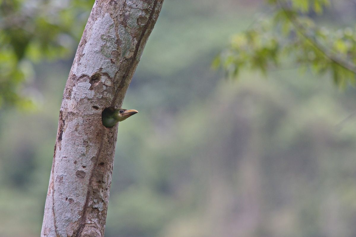 Mexico, Yucatan, Belize, Flora, Urwald, Vogel, Papagei, Baumloch, Nest