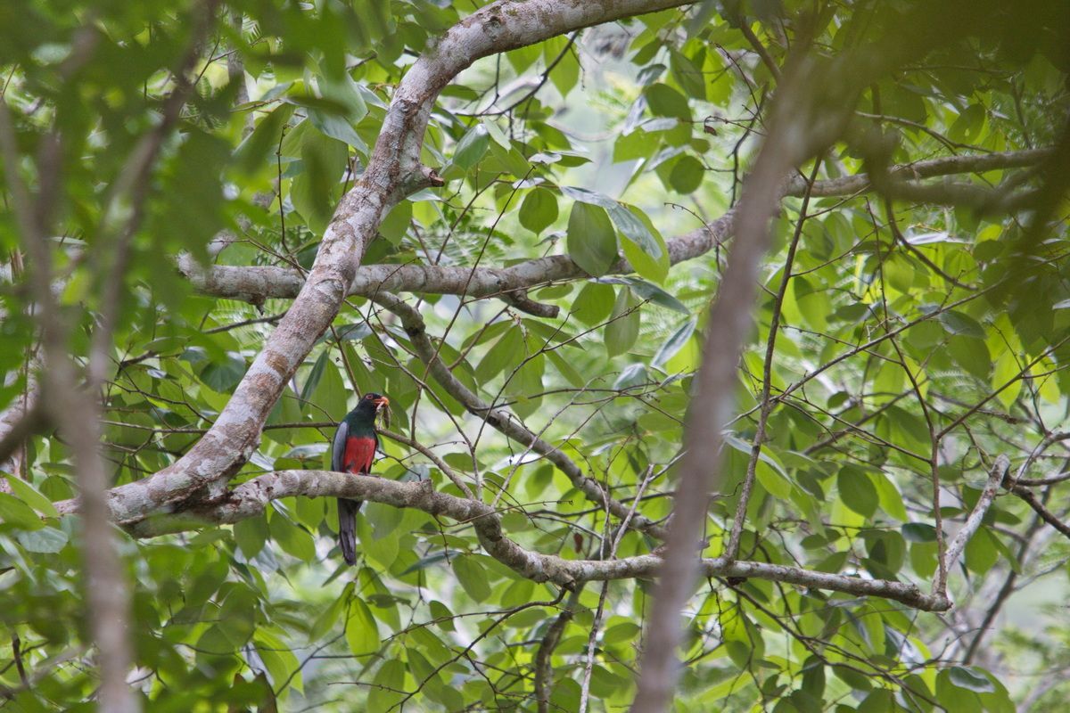 Mexico, Yucatan, Belize, Urwald, Vogel, Gottesanbeterin, Beute