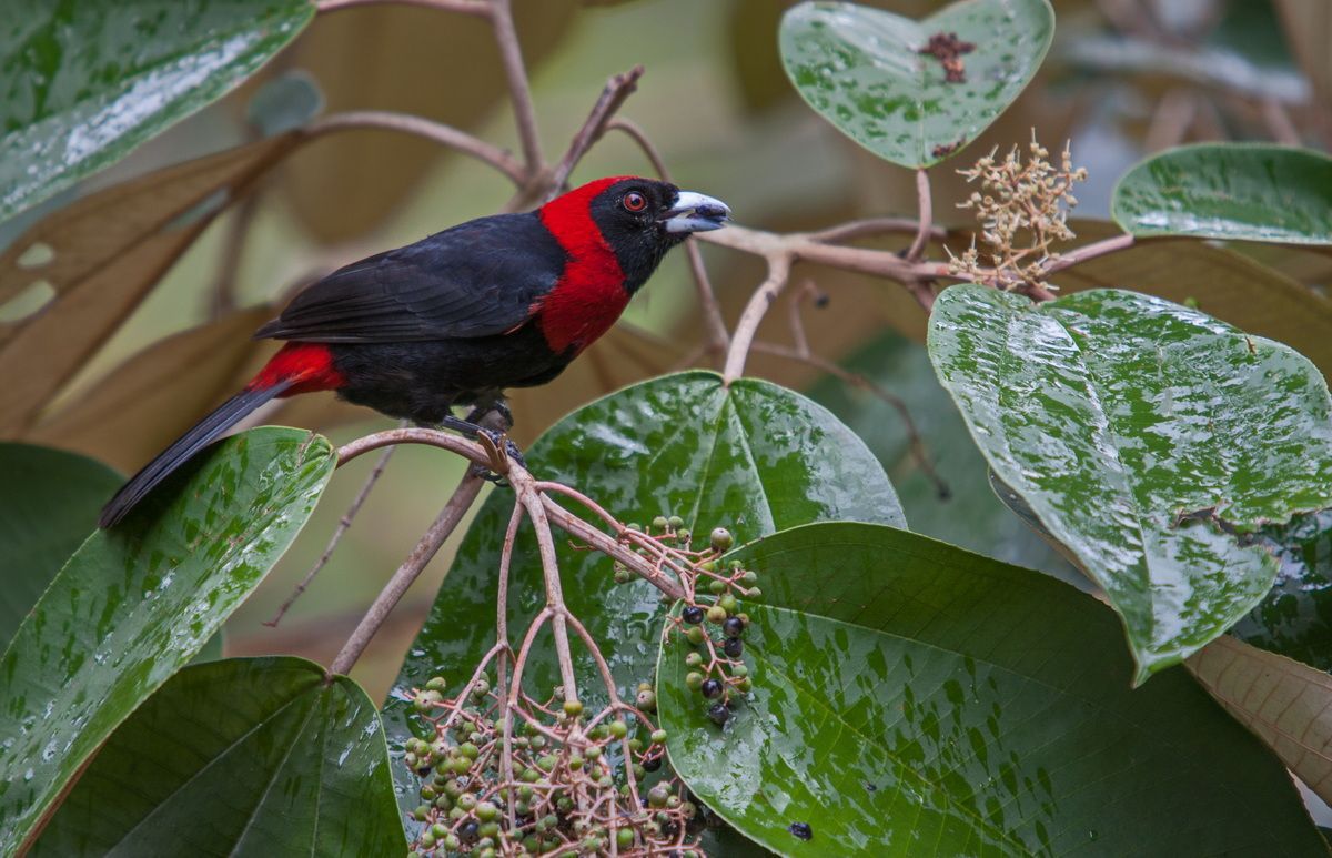Mexico, Yucatan, Belize, Urwald, Vogel, Fink