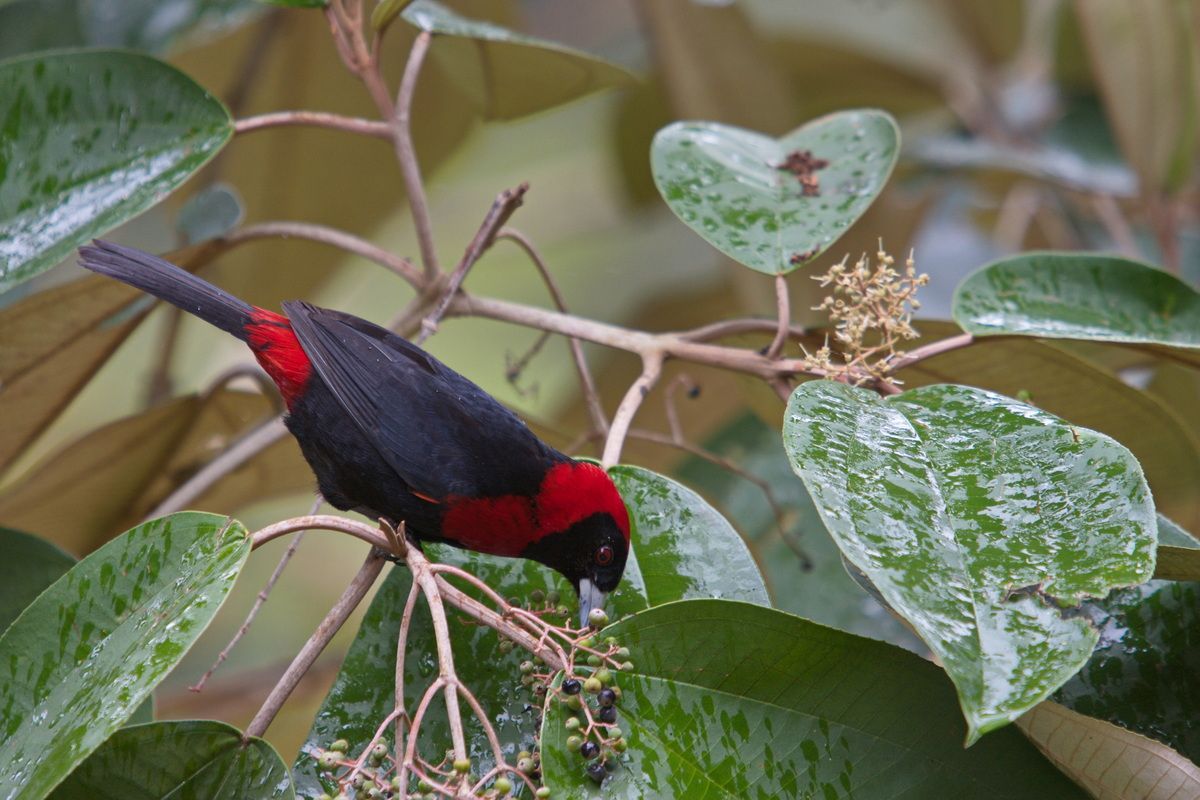 Mexico, Yucatan, Belize, Urwald, Vogel, Fink