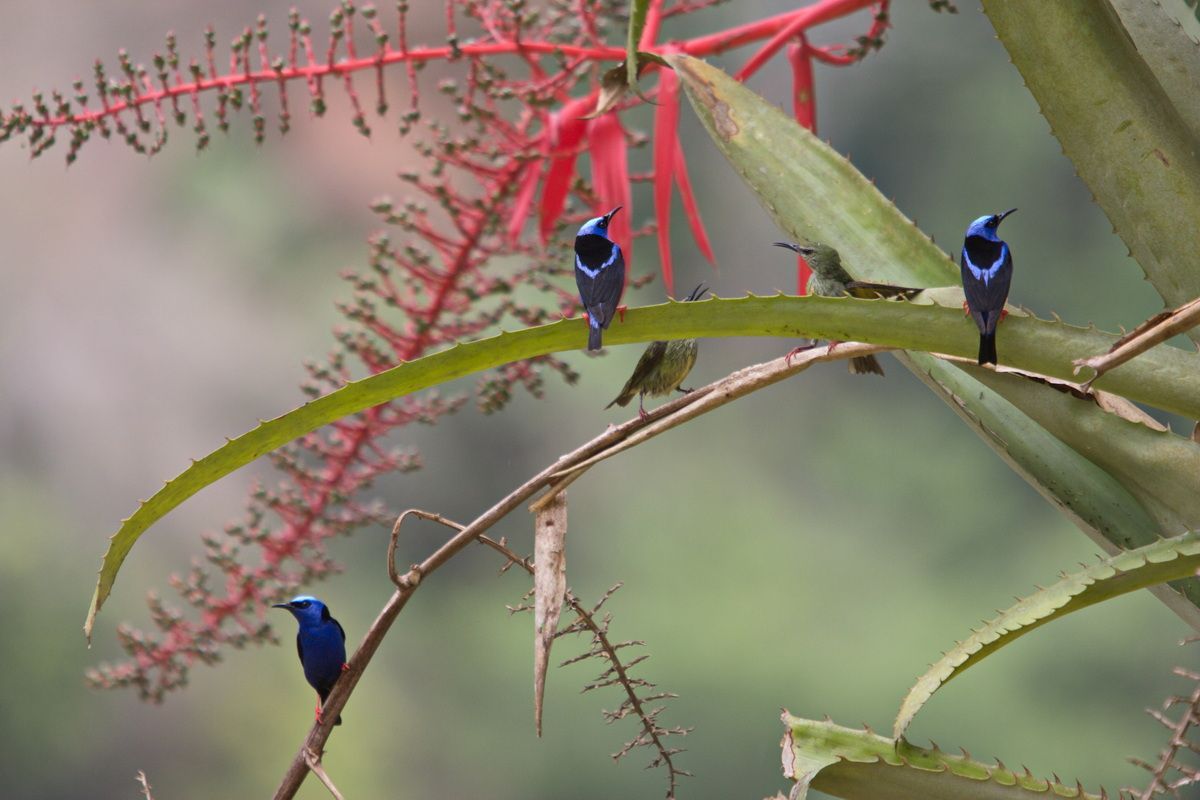 Mexico, Yucatan, Belize, Urwald, Vogel