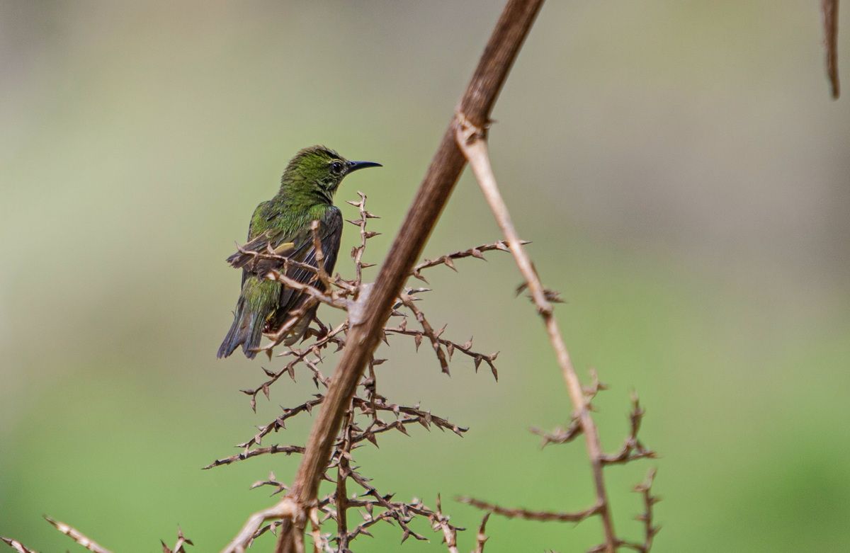 Mexico, Yucatan, Belize, Flora, Urwald, Vogel