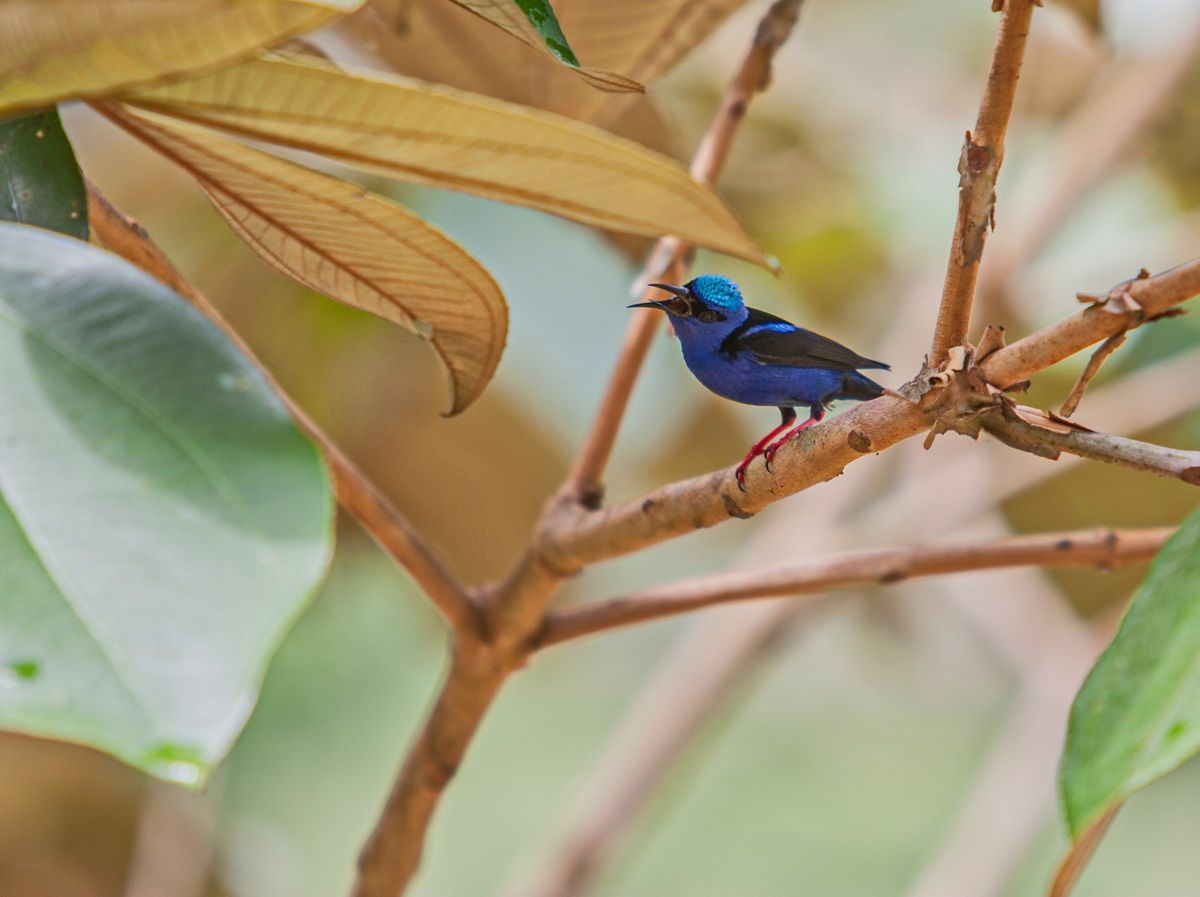 Mexico, Yucatan, Belize, Urwald, Vogel
