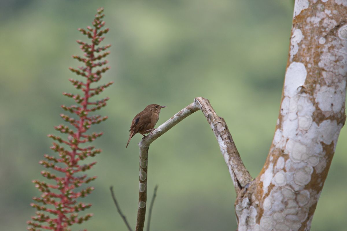 Mexico, Yucatan, Belize, Urwald, Vogel,