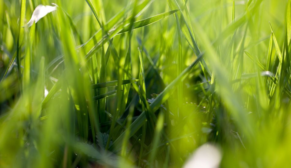 Der Geruch von frischem Gras im Frühling | Hartmut Ulrich