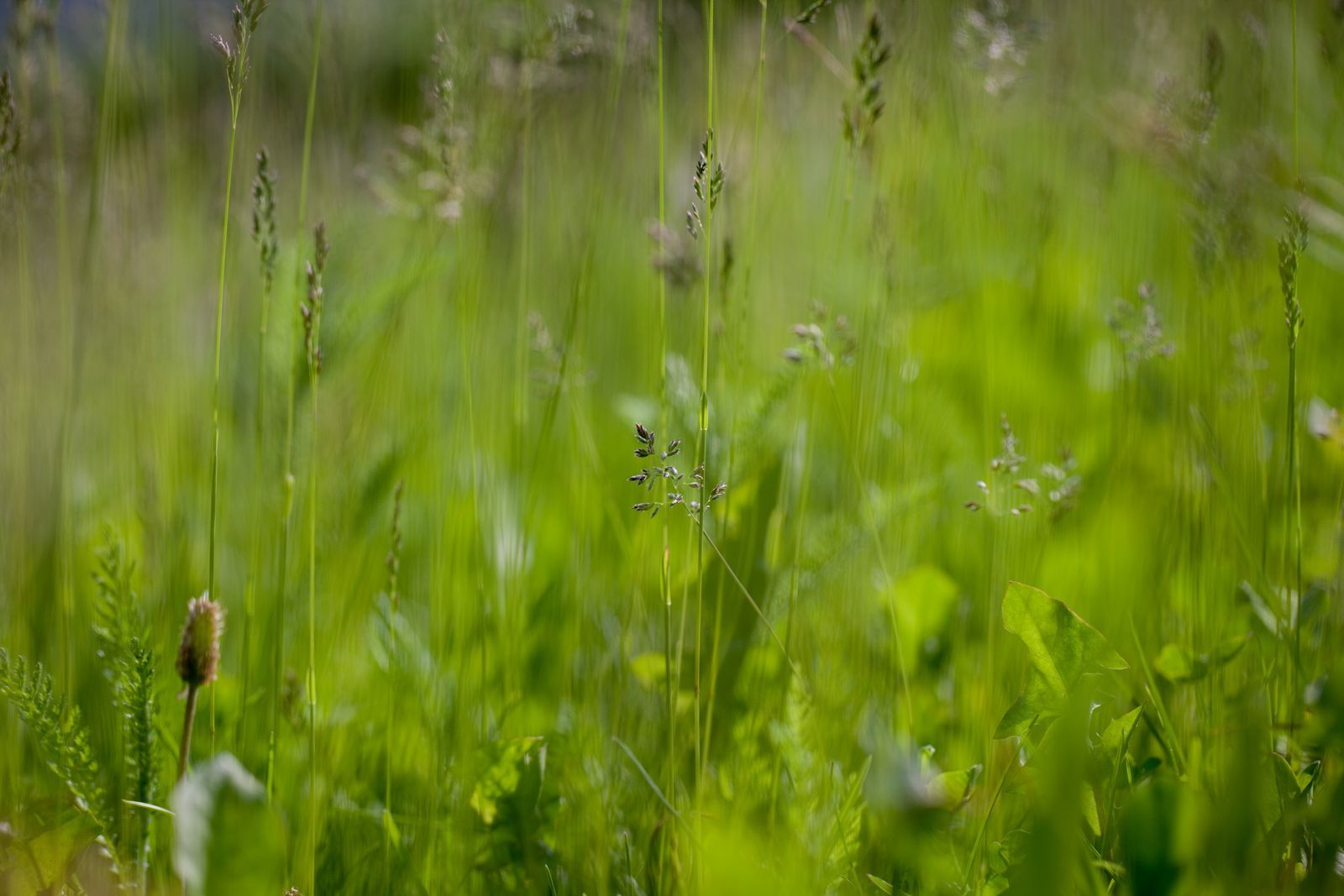 Der Geruch von frischem Gras im Frühling | Hartmut Ulrich