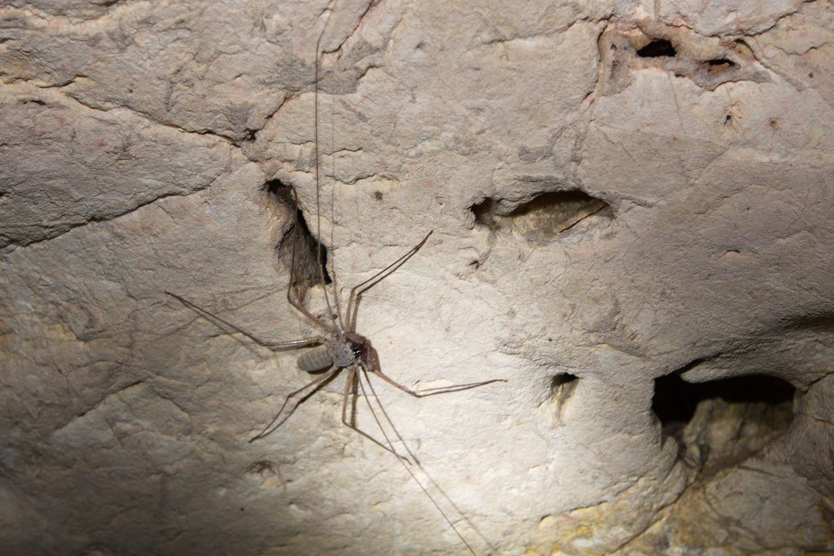 Mexico, Yucatan, Belize, Maya, Höhle, Cave, Archäologie, Spinne