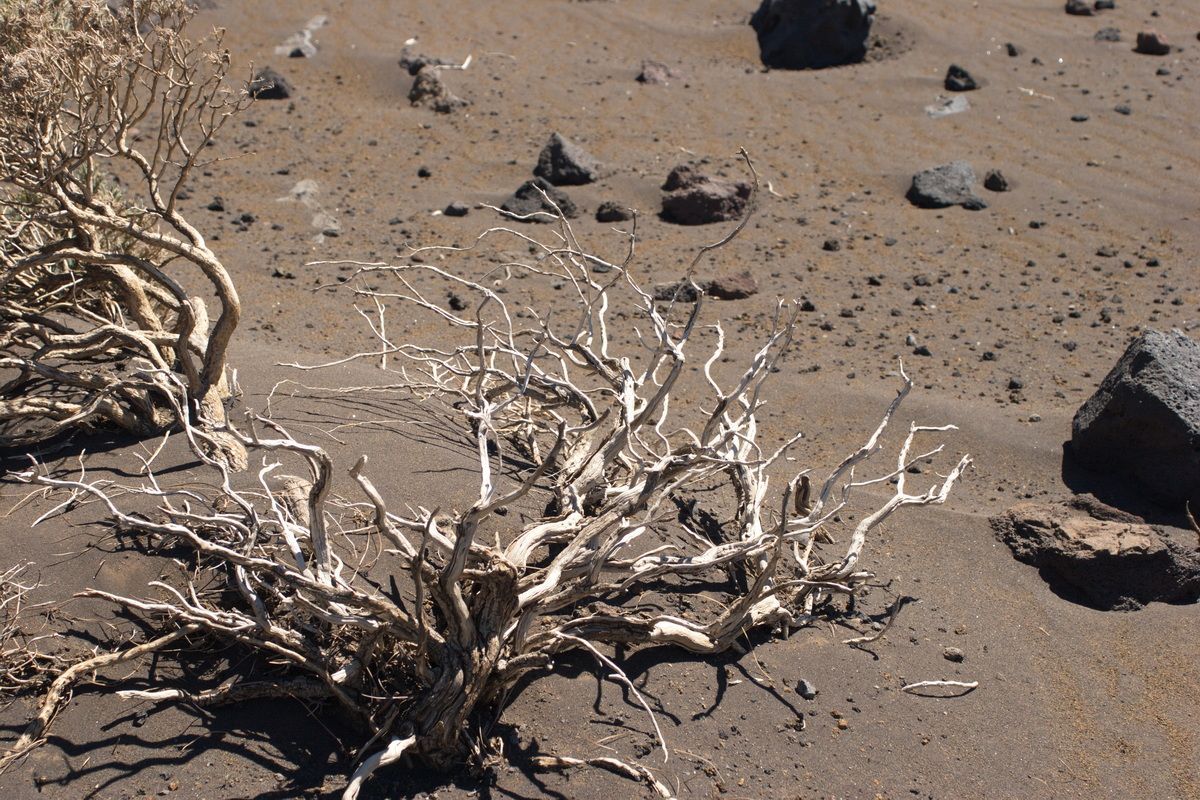 Lanzarote, Kanaren| Hartmut Ulrich