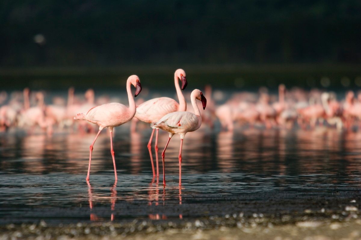 Ostafrika, Tansania, Kenia, Safari, Tierfoto, Lake Natron, Flamingo