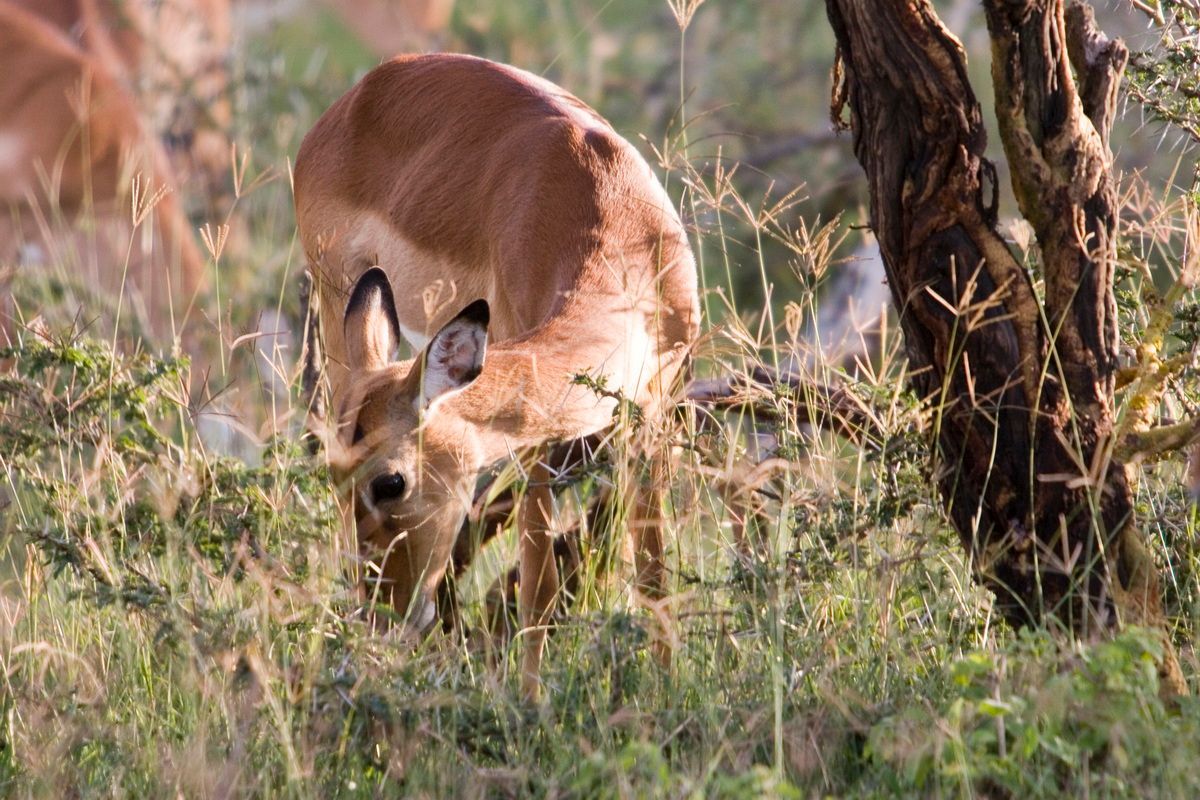 Ostafrika, Tansania, Kenia, Safari, Tierfoto, Antilope