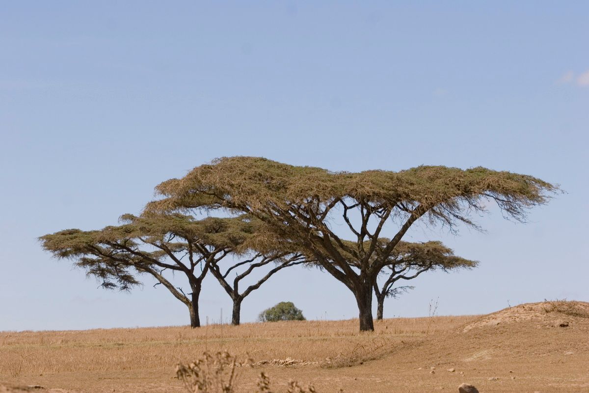 Ostafrika, Tansania, Kenia, Safari,