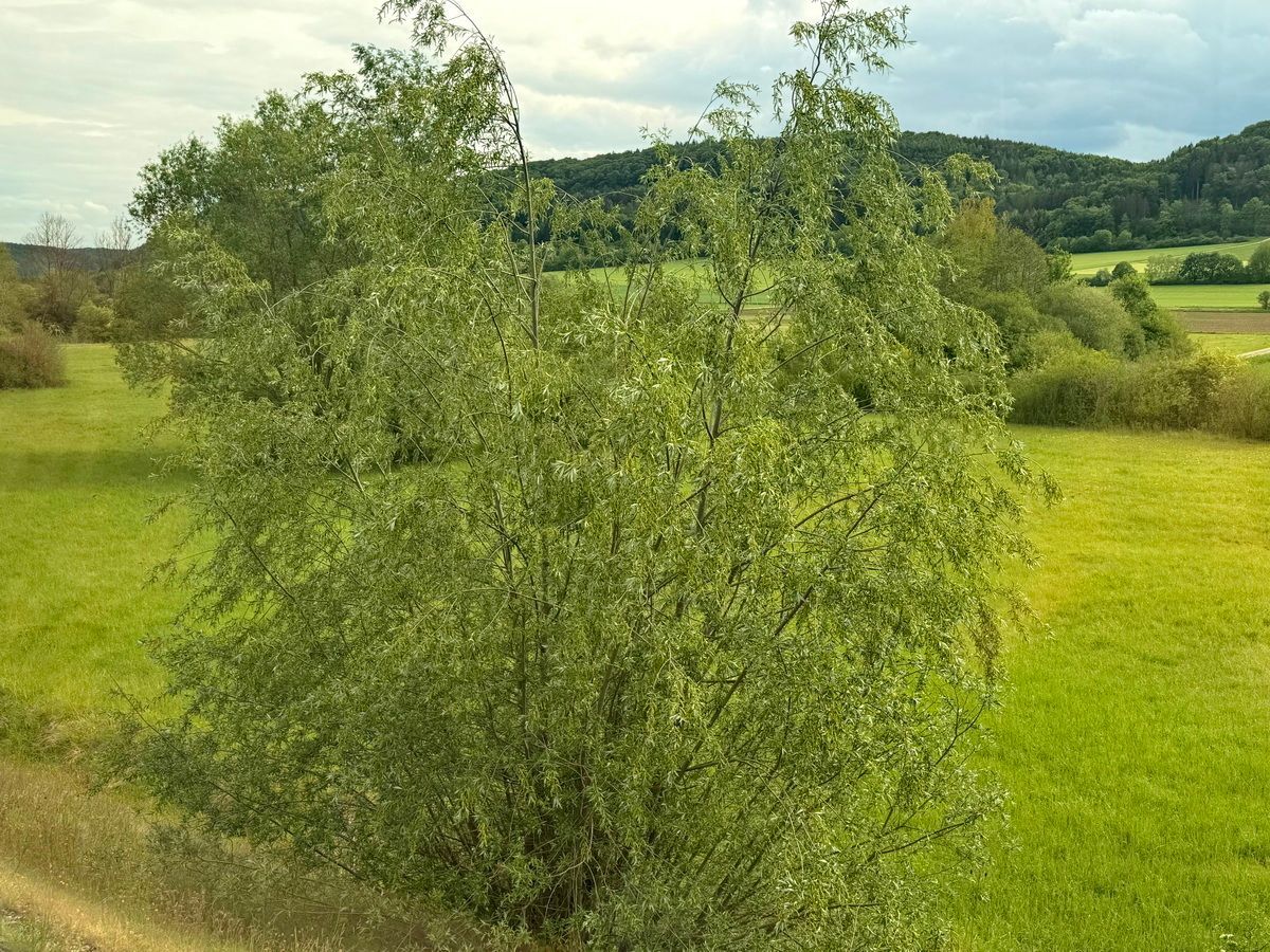 Silberweide
