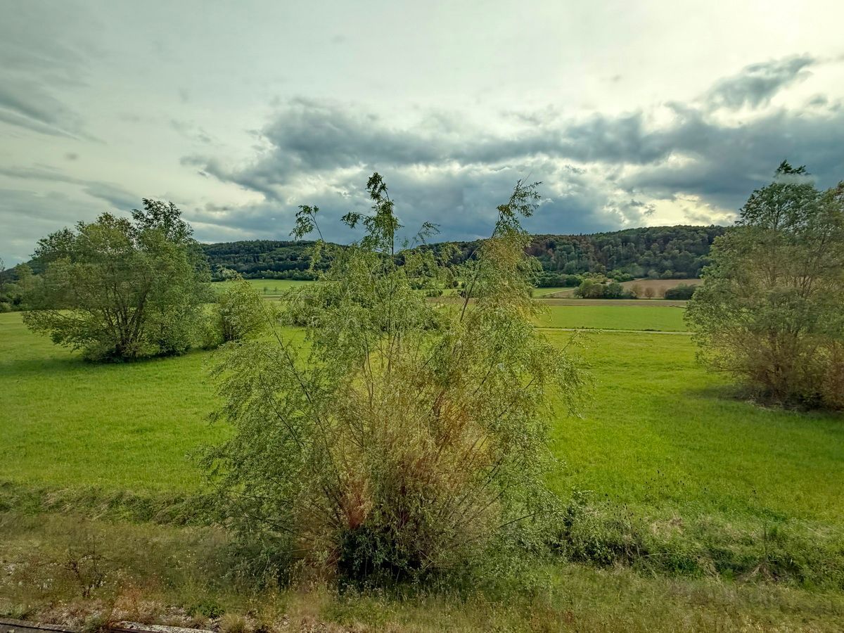 Silberweide