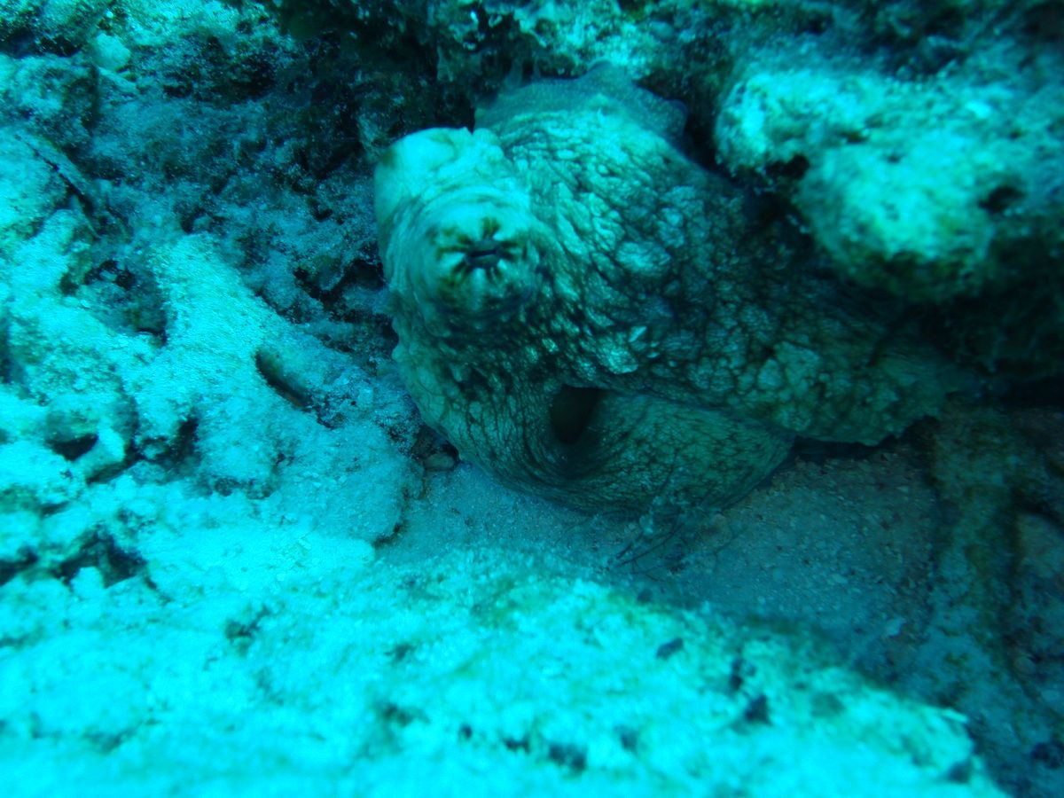 Anamanensee, Similan Islands Thailand, Tauchen, Scubadiving, Octopus
