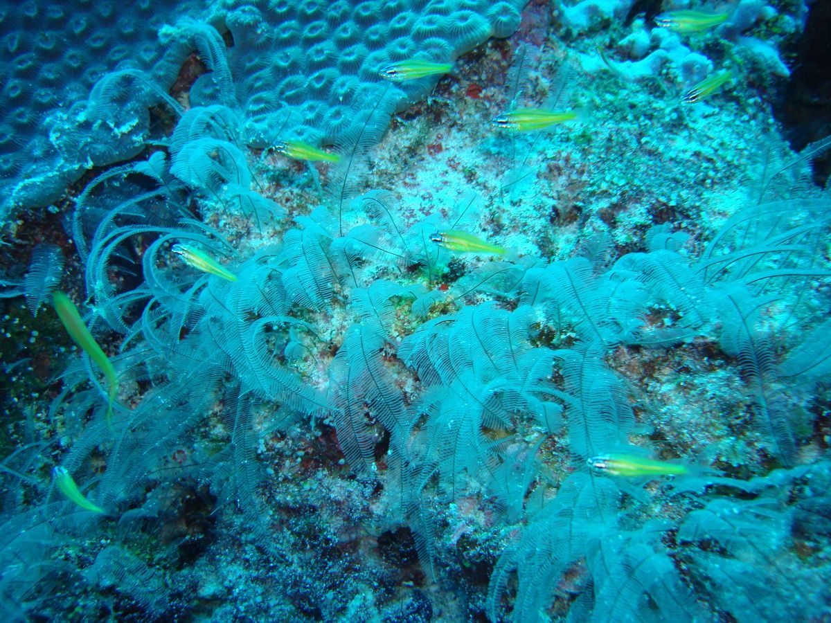 Anamanensee, Similan Islands Thailand, Tauchen, Scubadiving, 
