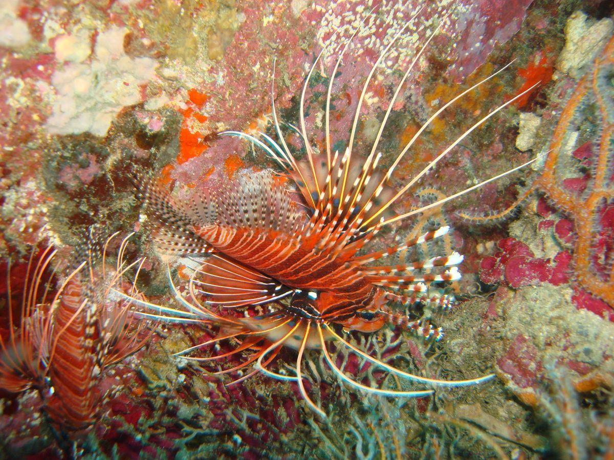 Anamanensee, Similan Islands Thailand, Tauchen, Scubadiving, 