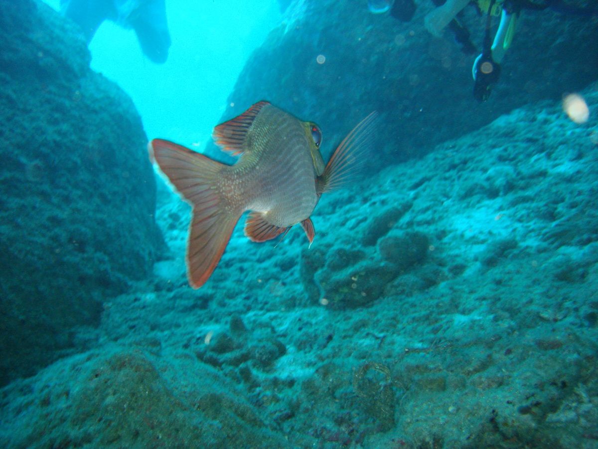 Anamanensee, Similan Islands Thailand, Tauchen, Scubadiving, 
