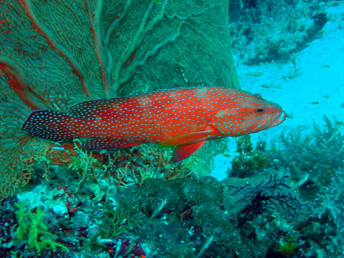 Anamanensee, Similan Islands Thailand, Tauchen, Scubadiving, 