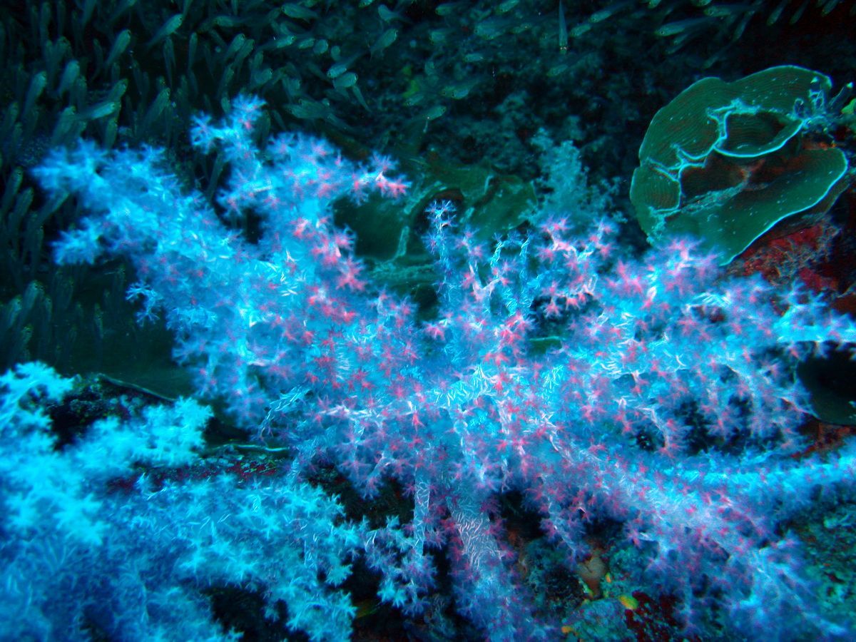 Anamanensee, Similan Islands Thailand, Tauchen, Scubadiving, 