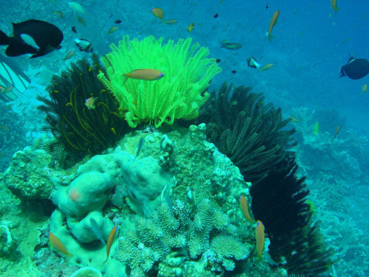 Anamanensee, Similan Islands Thailand, Tauchen, Scubadiving, 