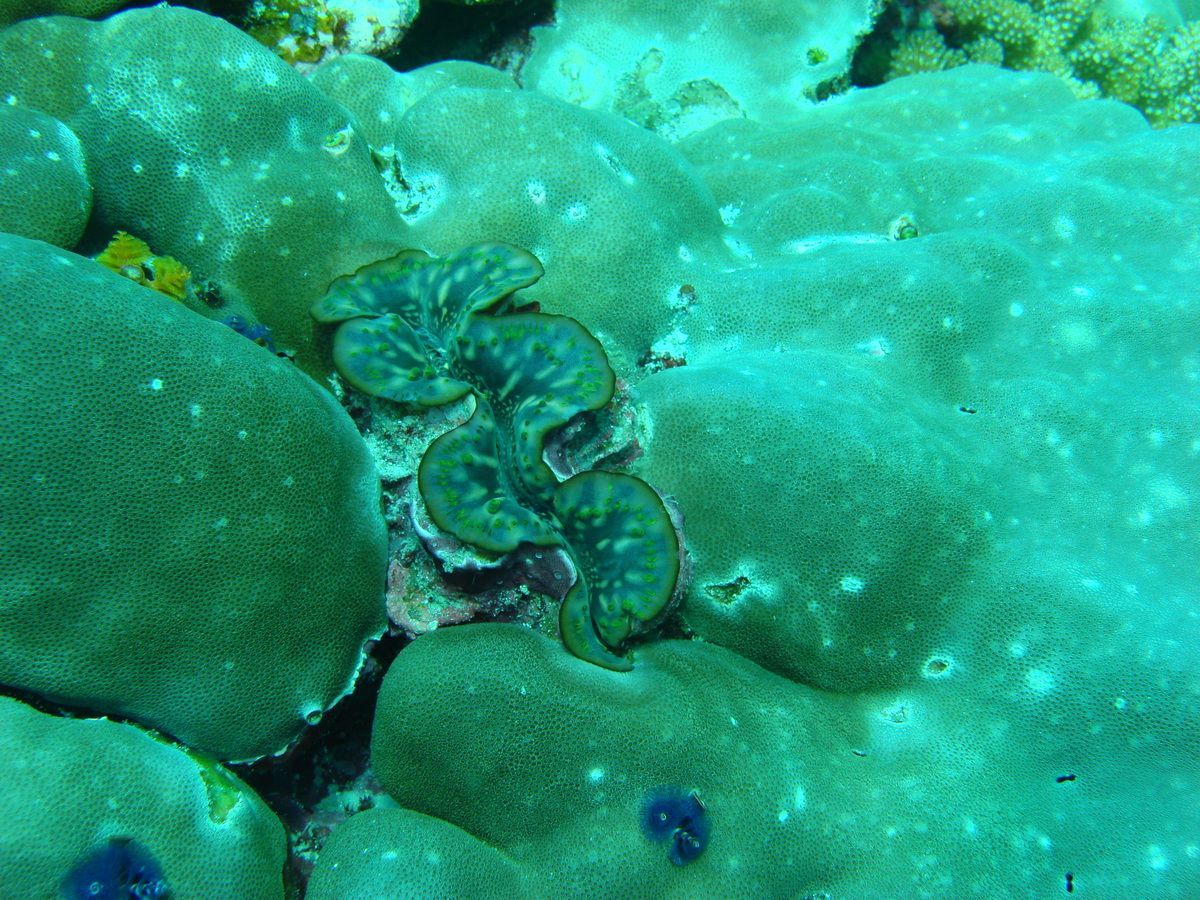 Anamanensee, Similan Islands Thailand, Tauchen, Scubadiving, 