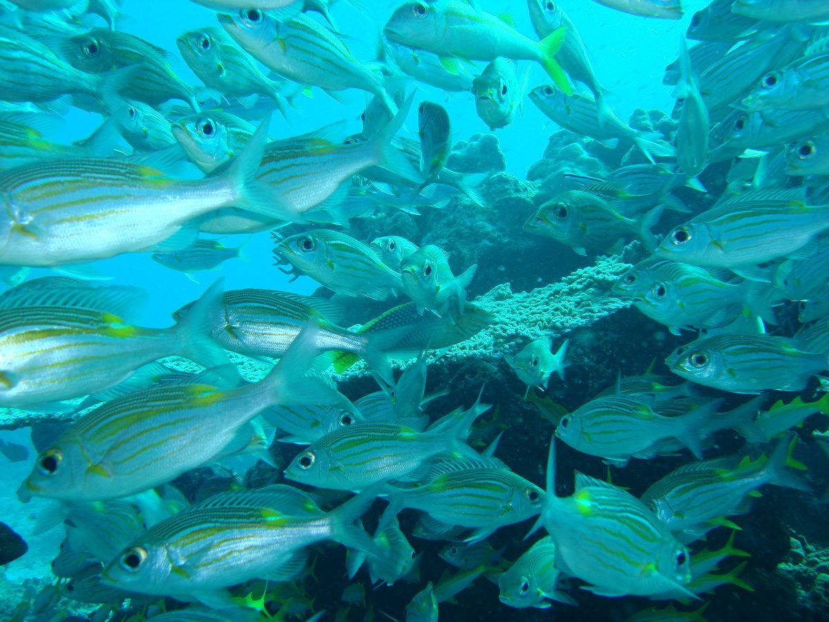 Anamanensee, Similan Islands Thailand, Tauchen, Scubadiving, 