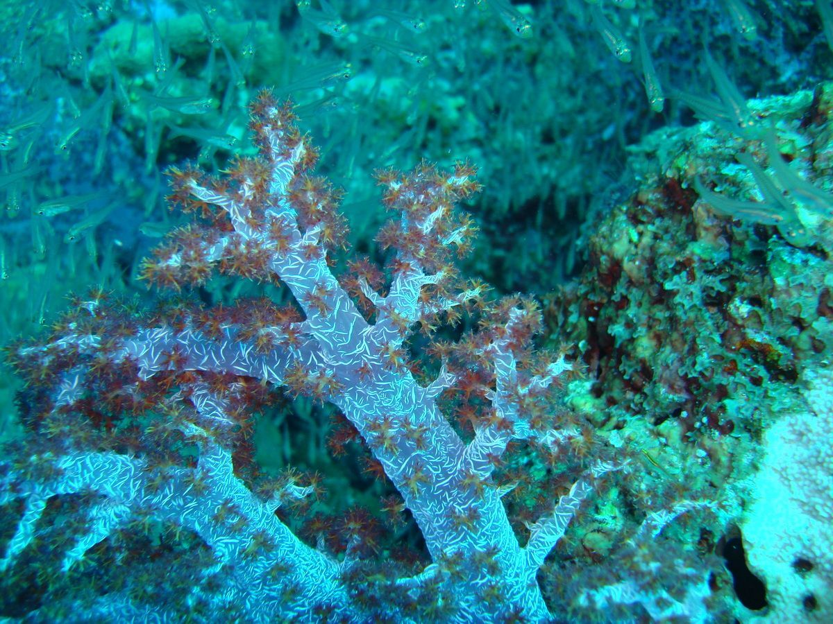 Anamanensee, Similan Islands Thailand, Tauchen, Scubadiving, Koralle