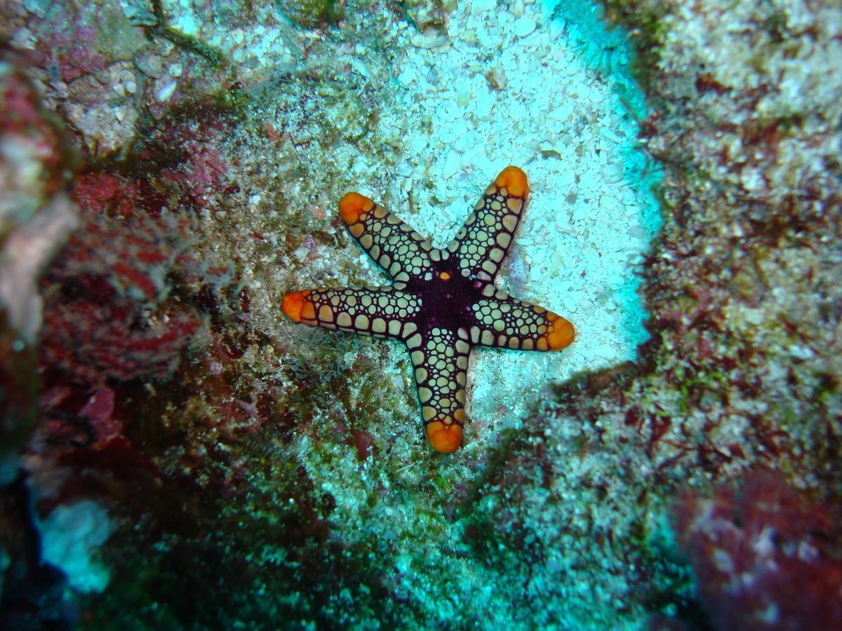 Anamanensee, Similan Islands Thailand, Tauchen, Scubadiving, Seestern