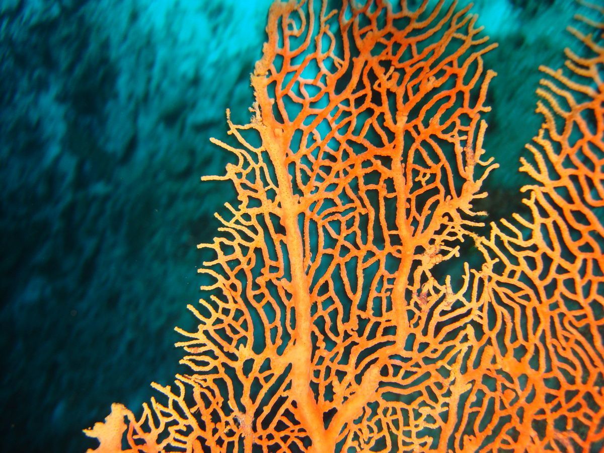 Anamanensee, Similan Islands Thailand, Tauchen, Scubadiving, 