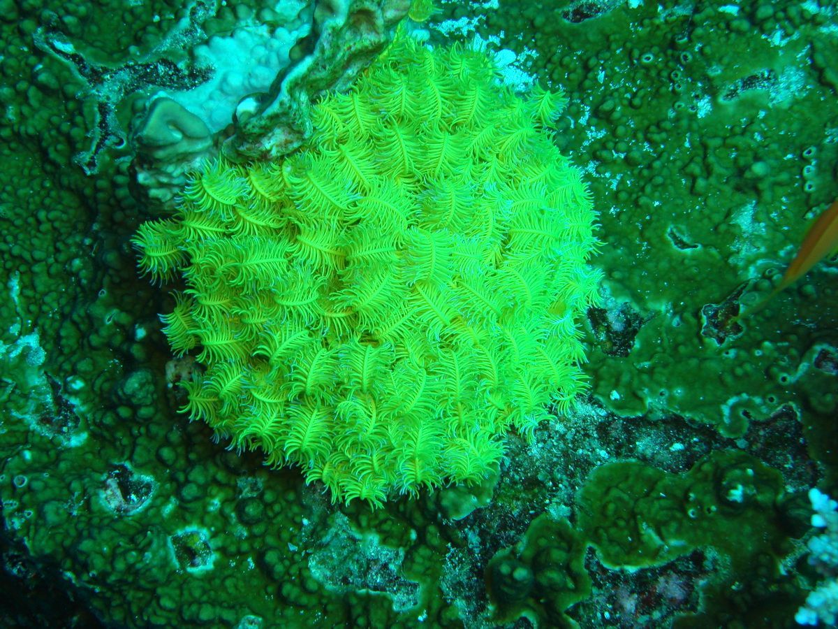 Anamanensee, Similan Islands Thailand, Tauchen, Scubadiving, 