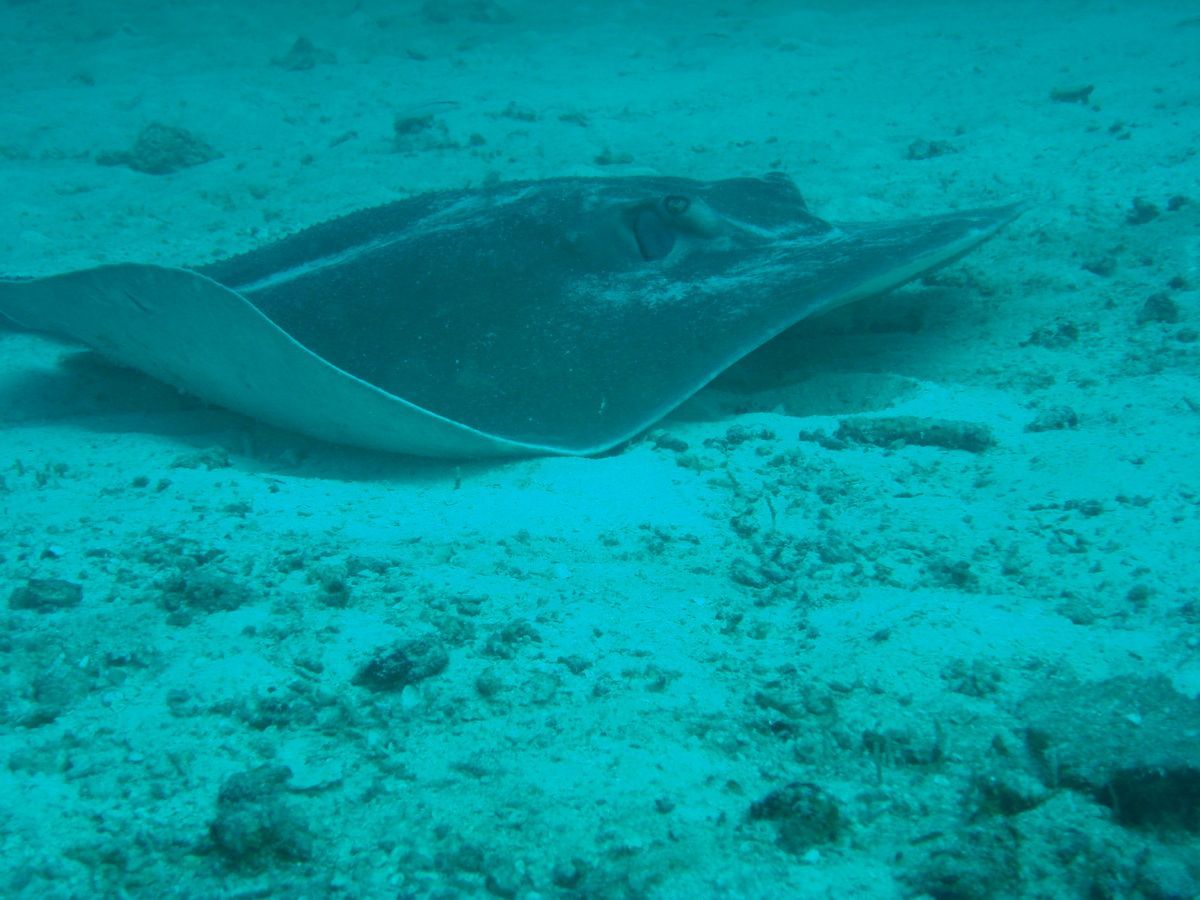 Anamanensee, Similan Islands Thailand, Tauchen, Scubadiving, Rochen