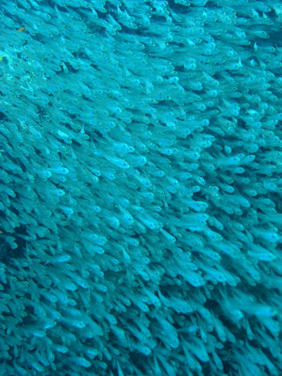 Anamanensee, Similan Islands Thailand, Tauchen, Scubadiving, 