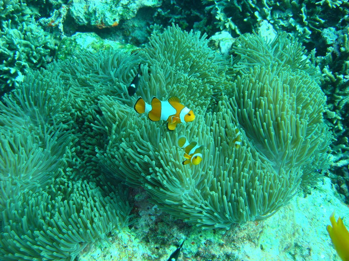 Anamanensee, Similan Islands Thailand, Tauchen, Scubadiving, Anemonfisch, CLownfish