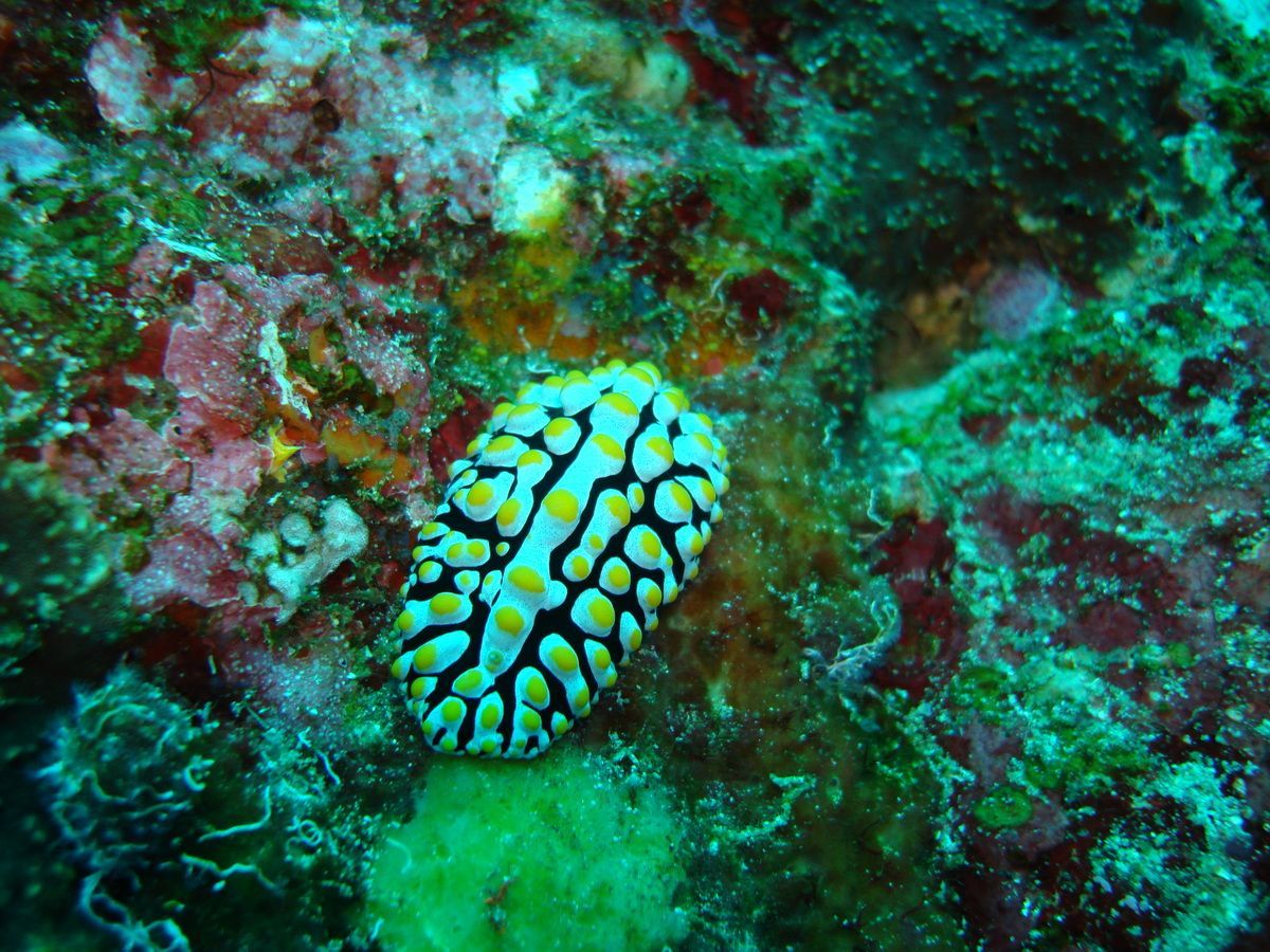 Anamanensee, Similan Islands Thailand, Tauchen, Scubadiving, 