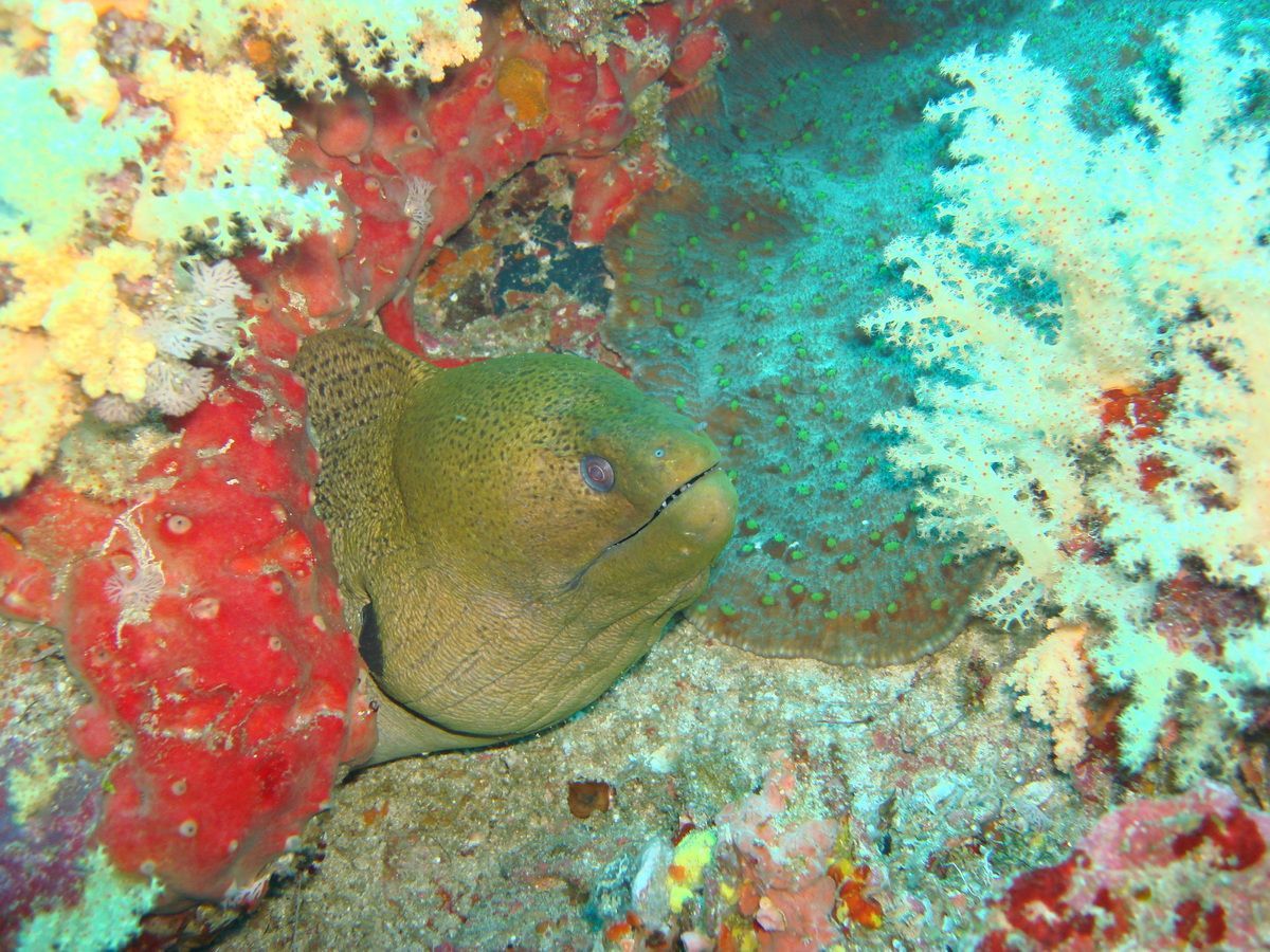 Anamanensee, Similan Islands Thailand, Tauchen, Scubadiving, Muräne