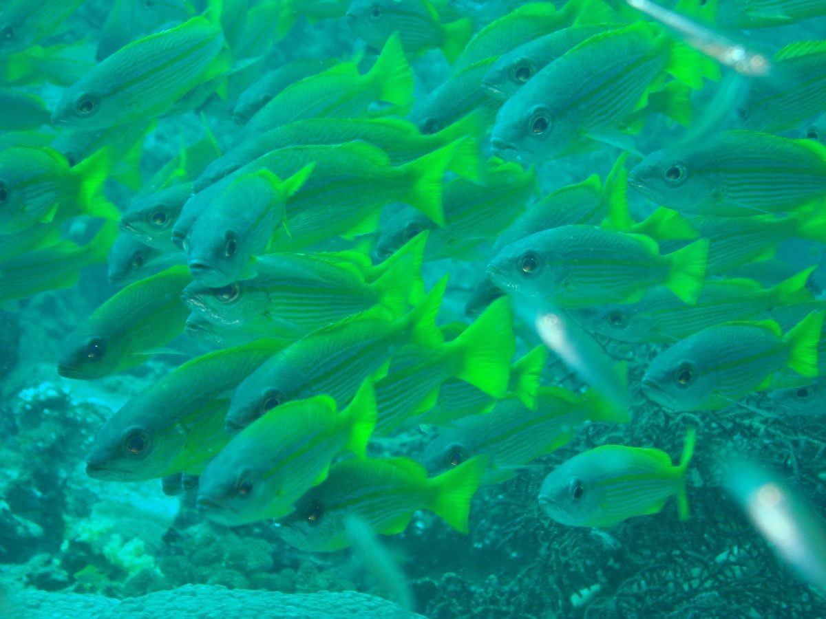 Anamanensee, Similan Islands Thailand, Tauchen, Scubadiving, 