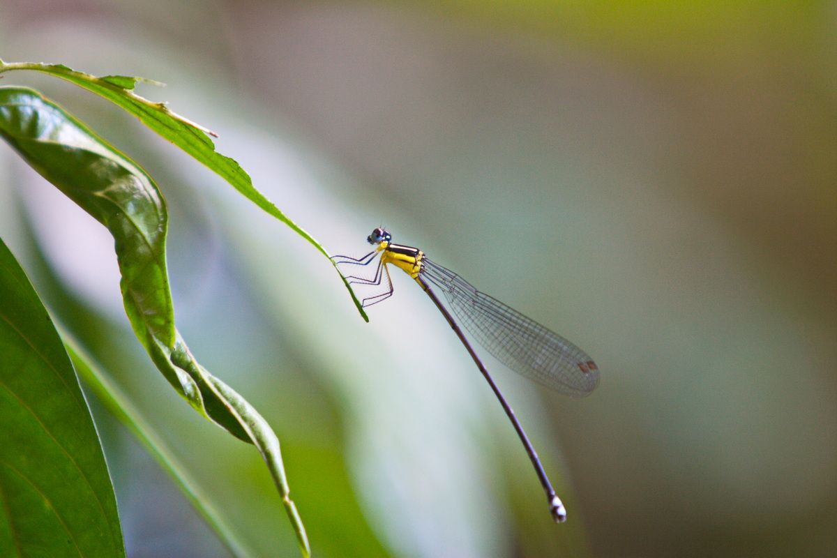 Libelle, Malaysia | Hartmut Ulrich